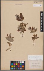 Foto von Salix caprea L. x Salix eleagnos Scop.
